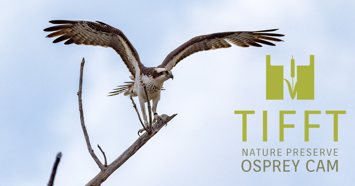 Osprey Cam Tifft Nature Preserve Nature Next Door
