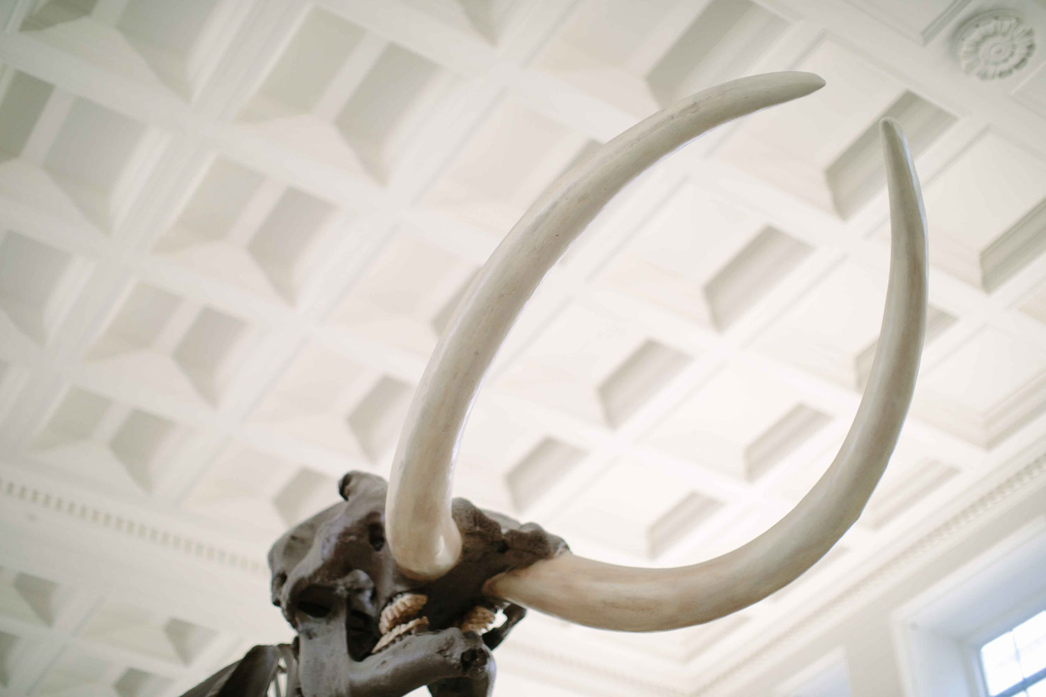 Recovered bones at Buffalo Museum of Science