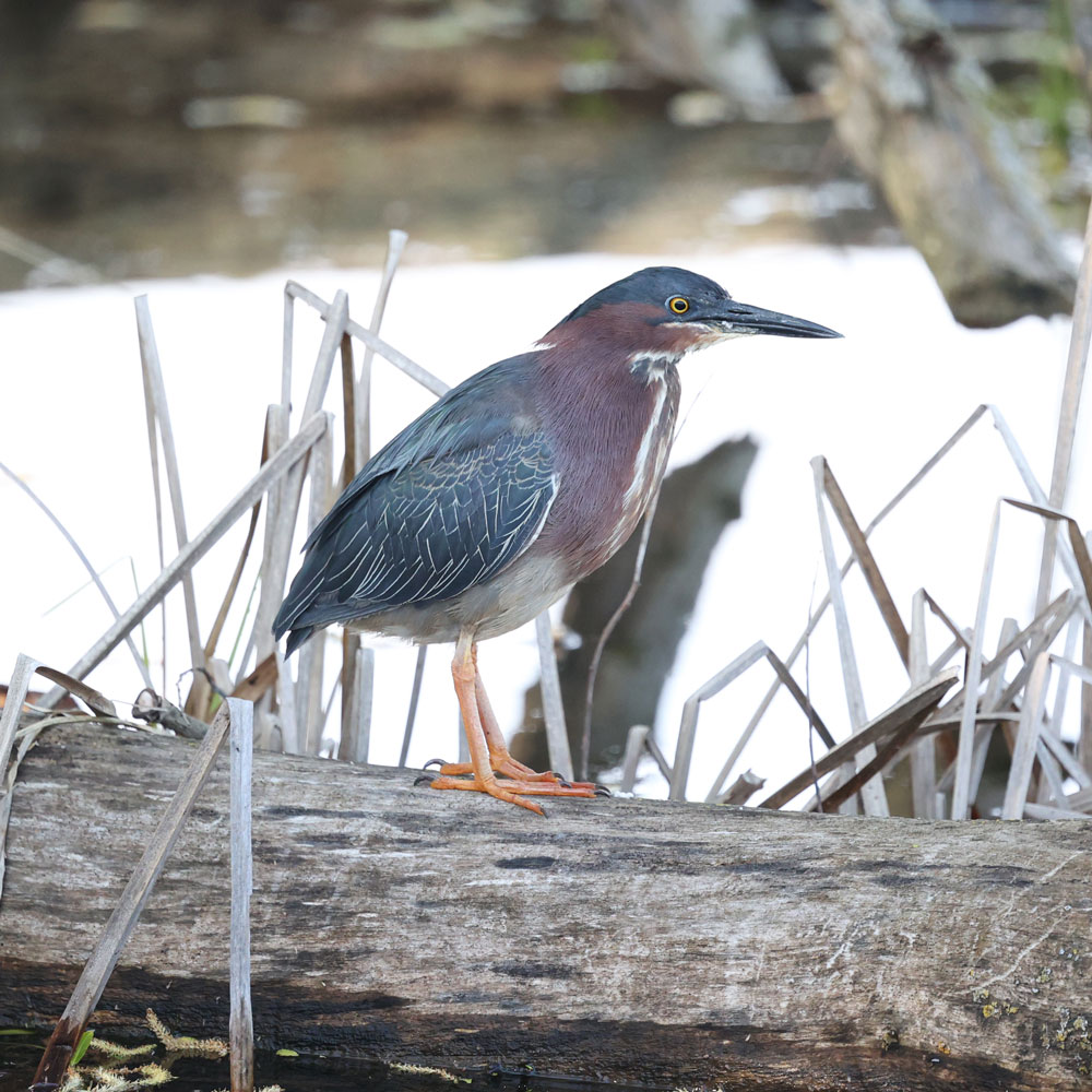 Bird on downed tree trunk