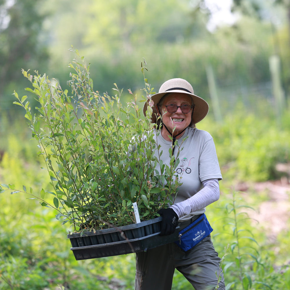 Volunteer carrying plants